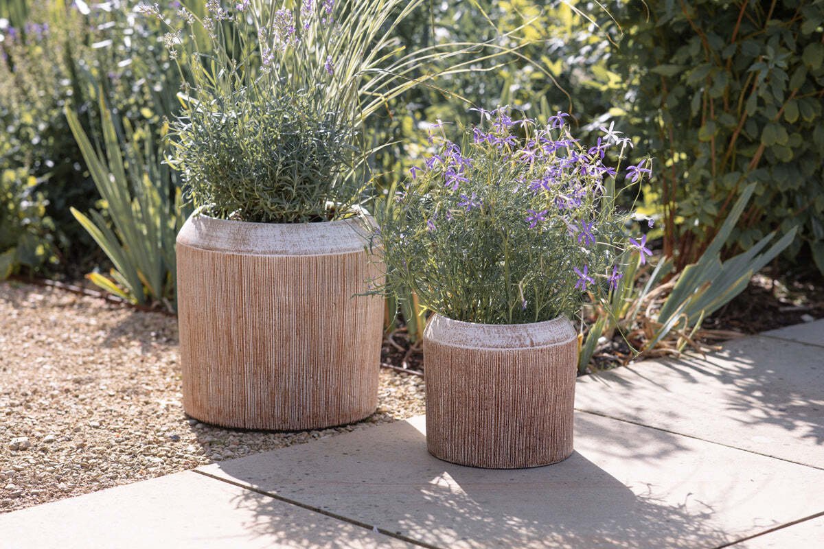 Two ribbed terracotta planters filled with lavender on a gravel garden path