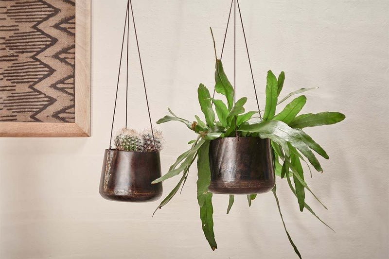 Hanging & Wall Planters